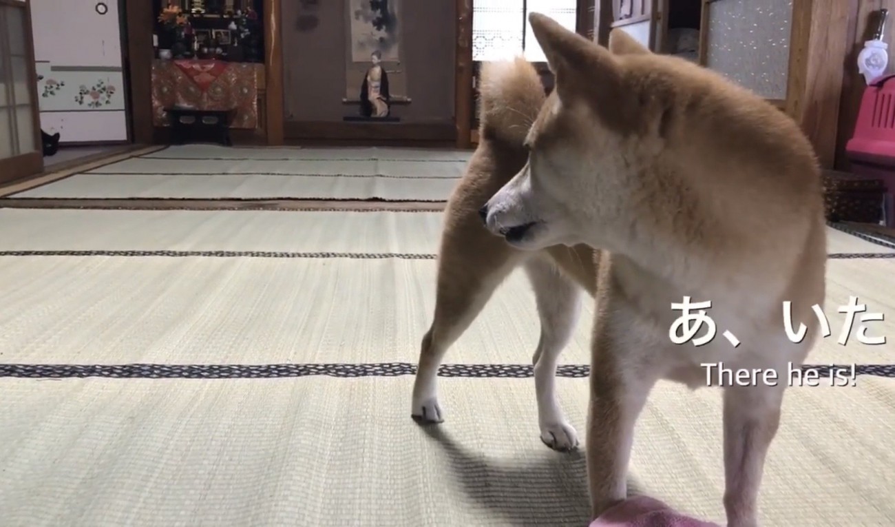 黒猫を見つけた柴犬