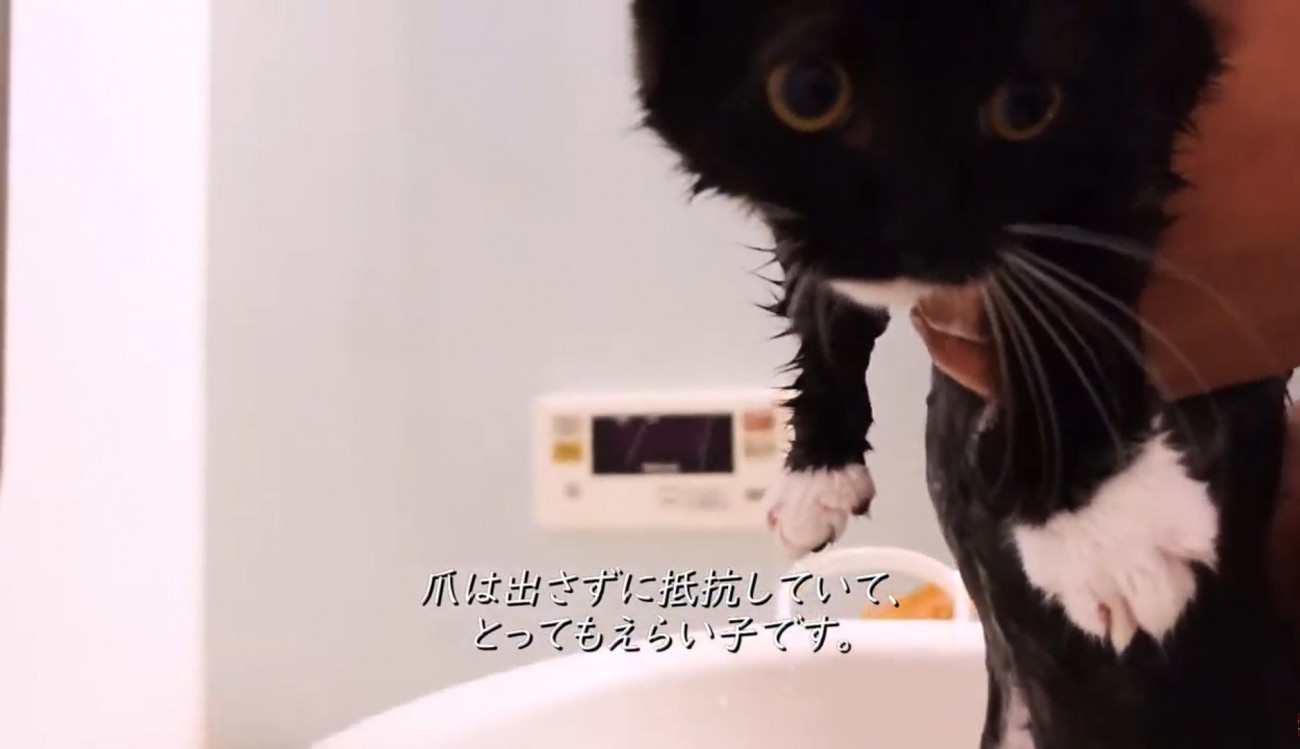 お風呂に入れられて抵抗する子猫
