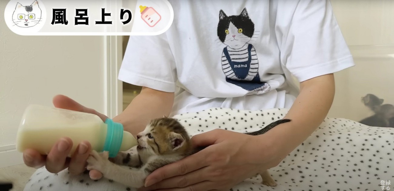 ミルクを飲んでいる子猫