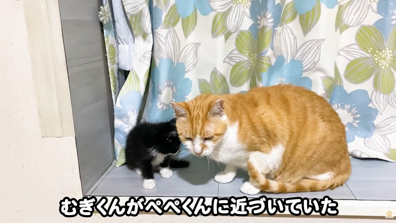 テロップ「むぎくんがぺぺくんに～」