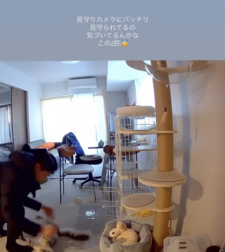 パパに遊んでもらう保護猫