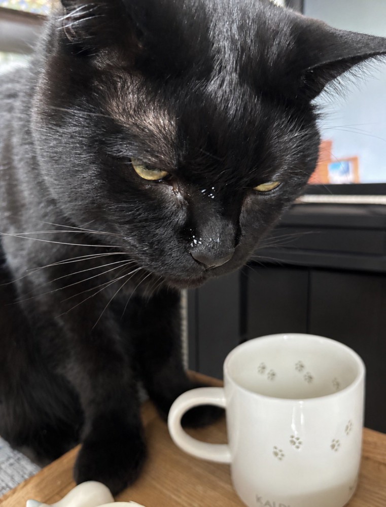 飼い主のコップの前に座る猫