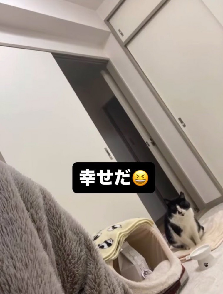 現在の猫の様子を見て感動する投稿者