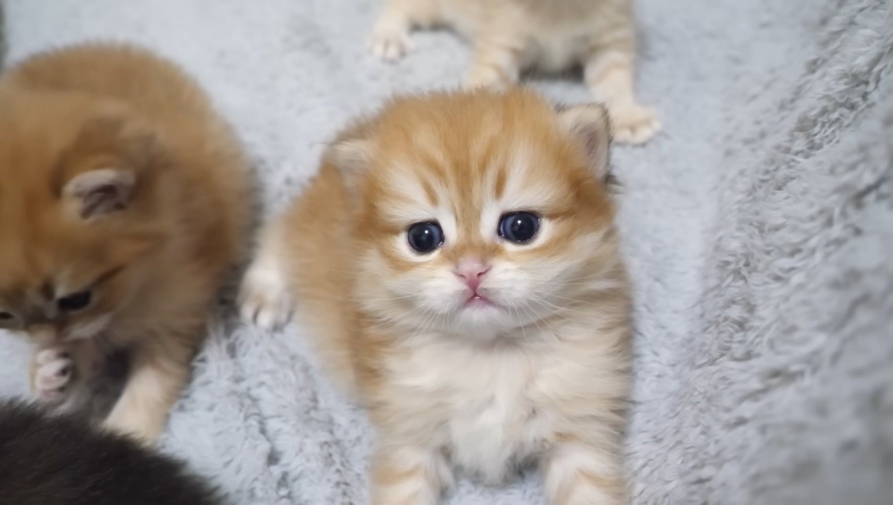 トラちゃん1匹目