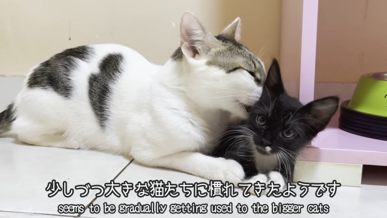 子猫の顔をなめる成猫