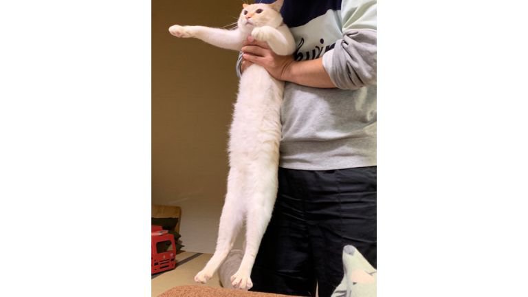 持ち上げられている猫