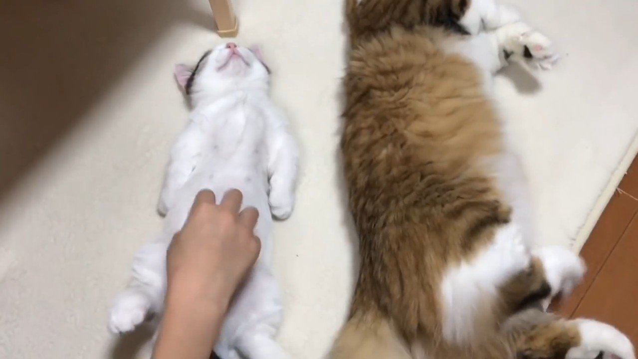 お腹にタッチ
