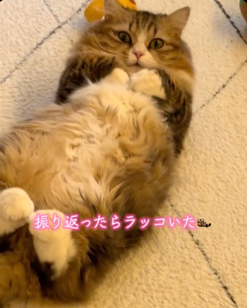 見つめる猫
