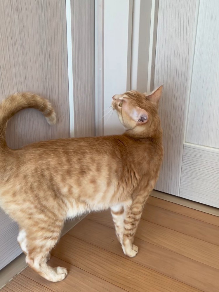 ドアの前に立つ猫