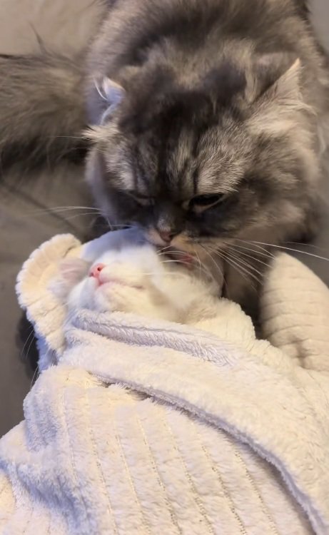 タオルで包まれている子猫をなめる猫