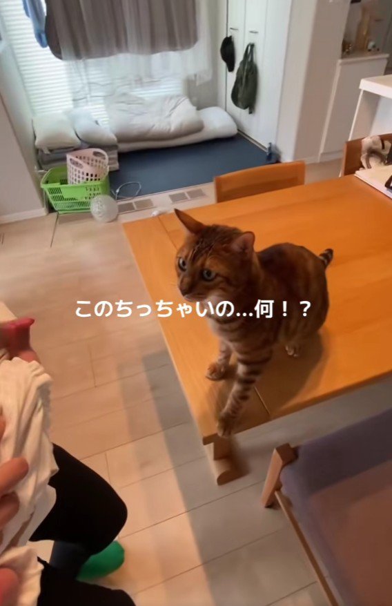 後ずさりする猫