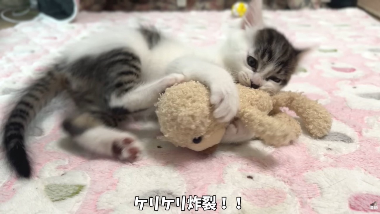 テロップ「ケリケリ炸裂！！」