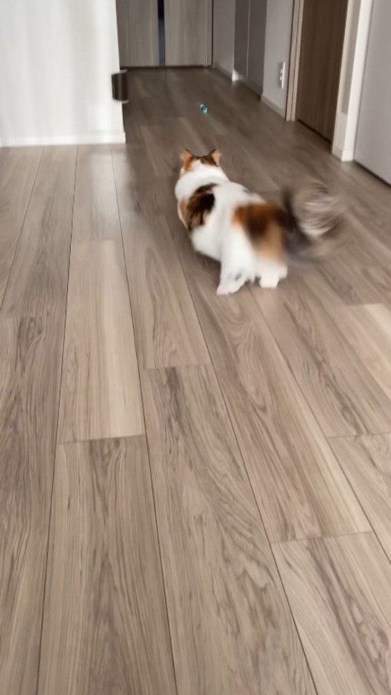 おもちゃに向かって駆け出す猫