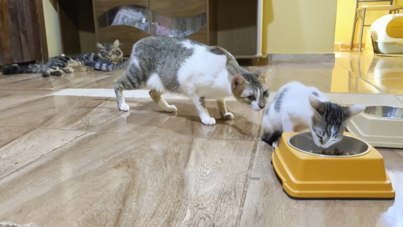 ご飯を食べる子猫に近づく猫