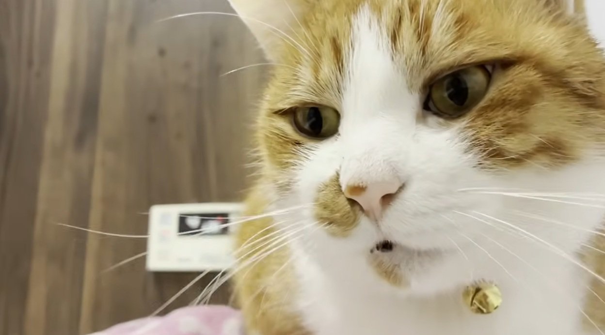 返事をしている猫