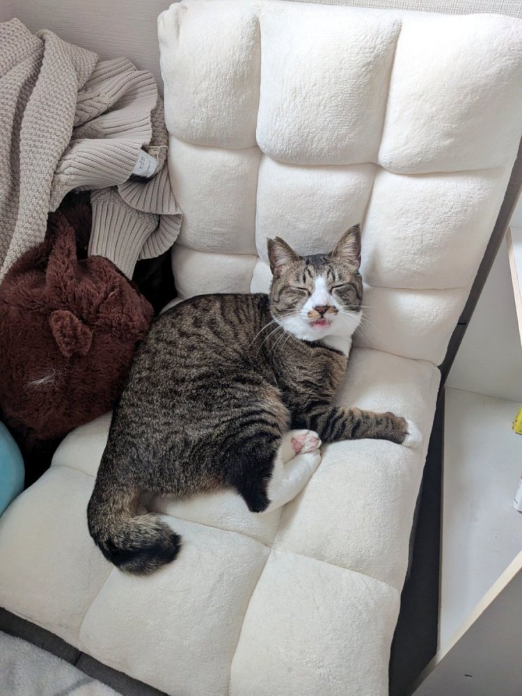 座椅子に座って気持ちよさそうな表情を浮かべる猫