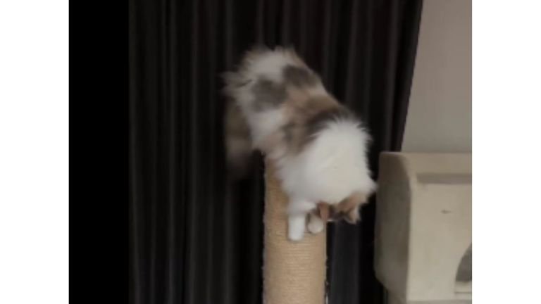 爪とぎしている猫