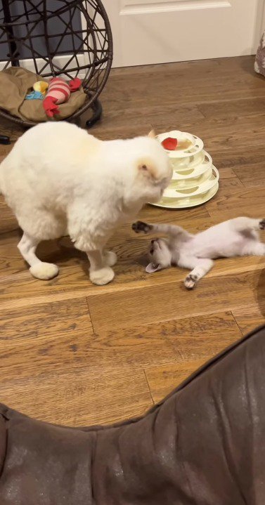 仰向けになっている子猫を見つめる成猫