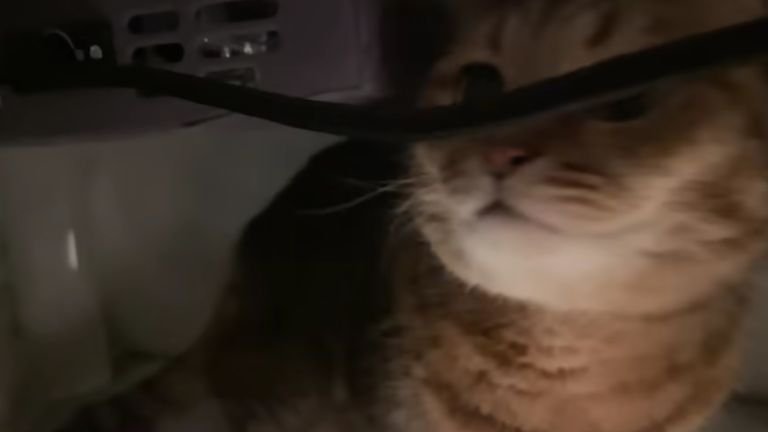 こたつの中の猫