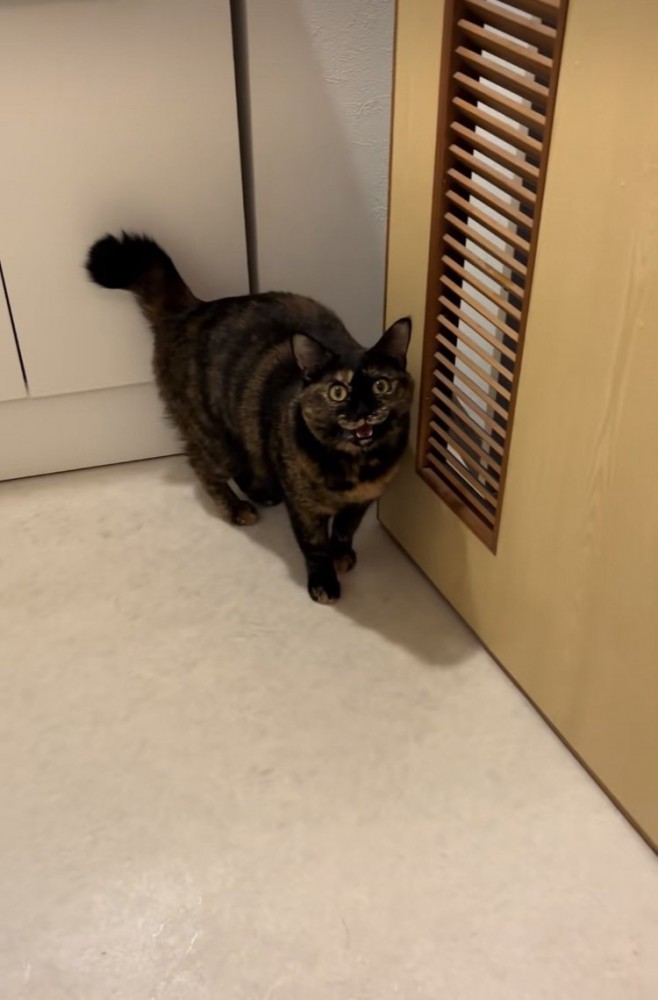 脱衣所でママを見て鳴くサビ猫