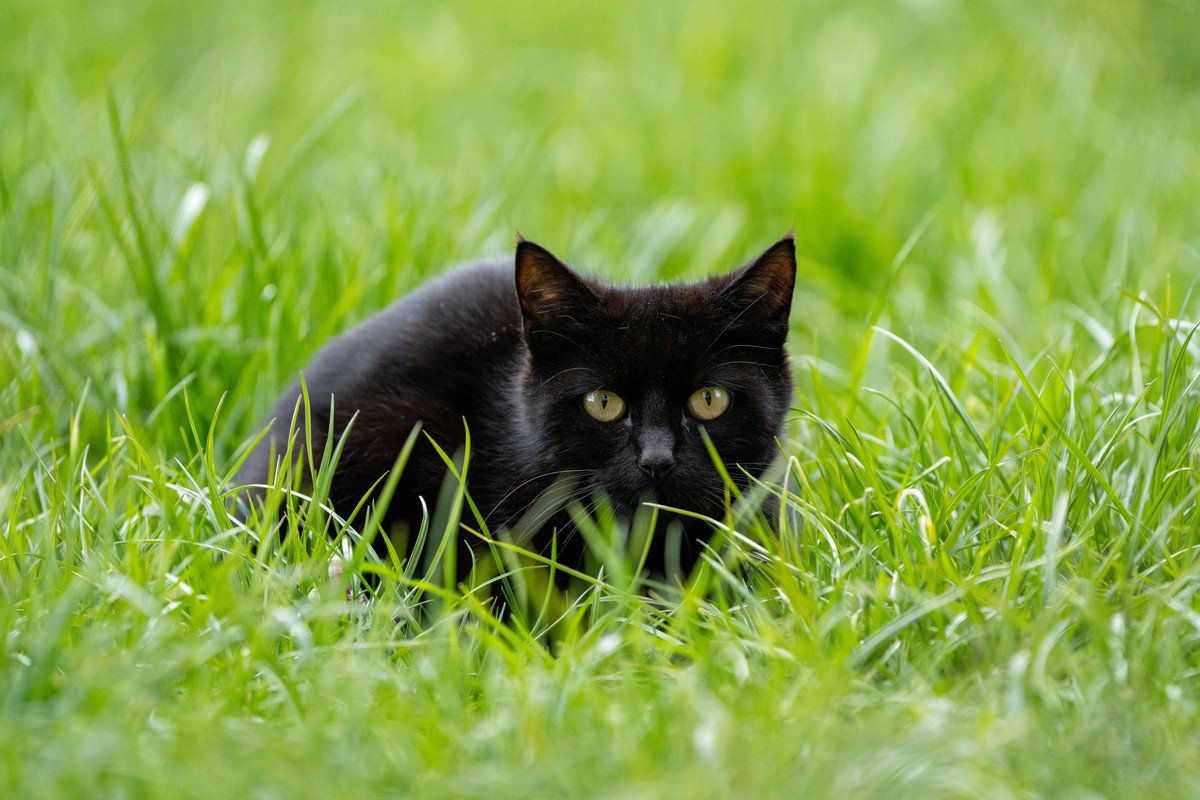 猫にも人にも危険な『重症熱性血小板減少症候群(SFTS)』症状や予防法を解説 | ねこちゃんホンポ