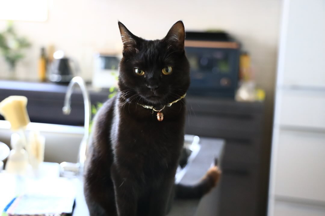 お座りする猫