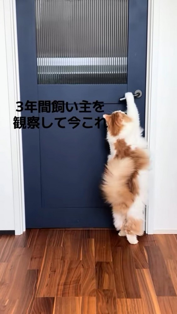 ドアの前で立ち上がる猫