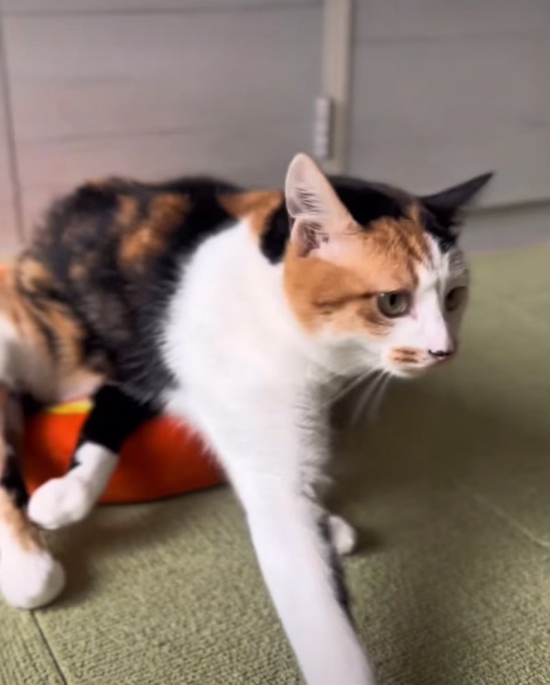 車椅子を使う猫