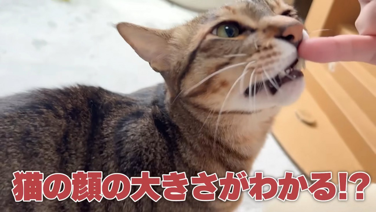 人の指に顔を近づける猫