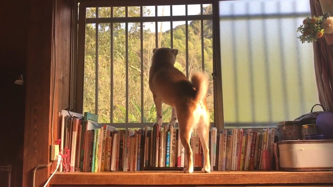 ももちゃんの後ろ姿