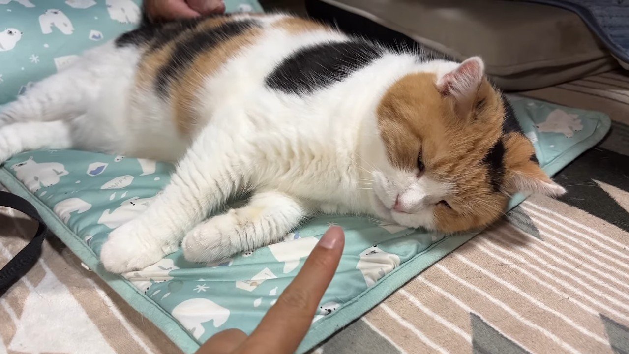 差し出した指