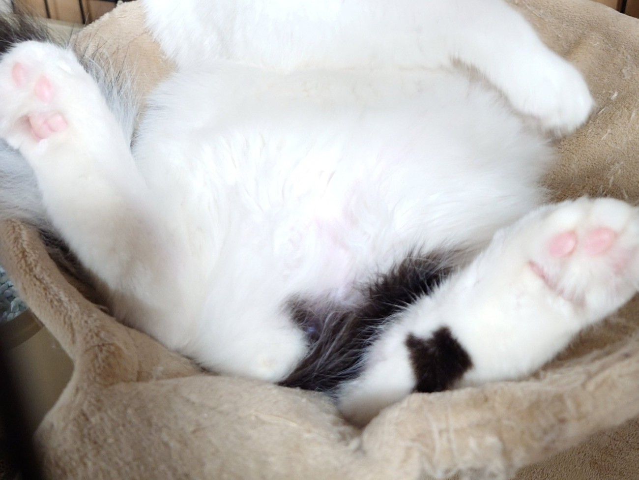 ハンモックに乗った猫のお腹と放り出した足