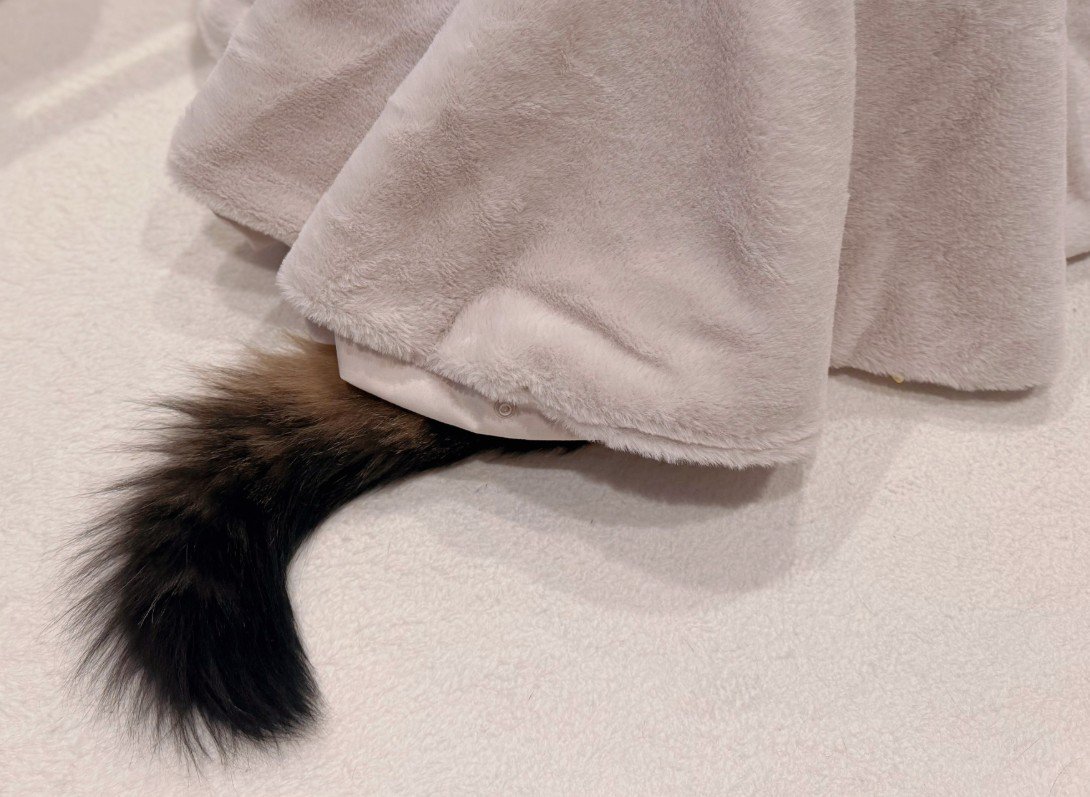 こたつから出る猫のしっぽ（アップ）