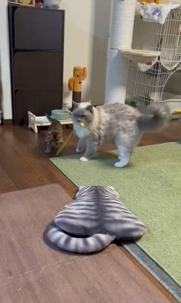 おもちゃを咥えて歩き出す猫と子猫