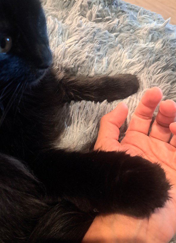 猫に前足を乗せられている飼い主の手