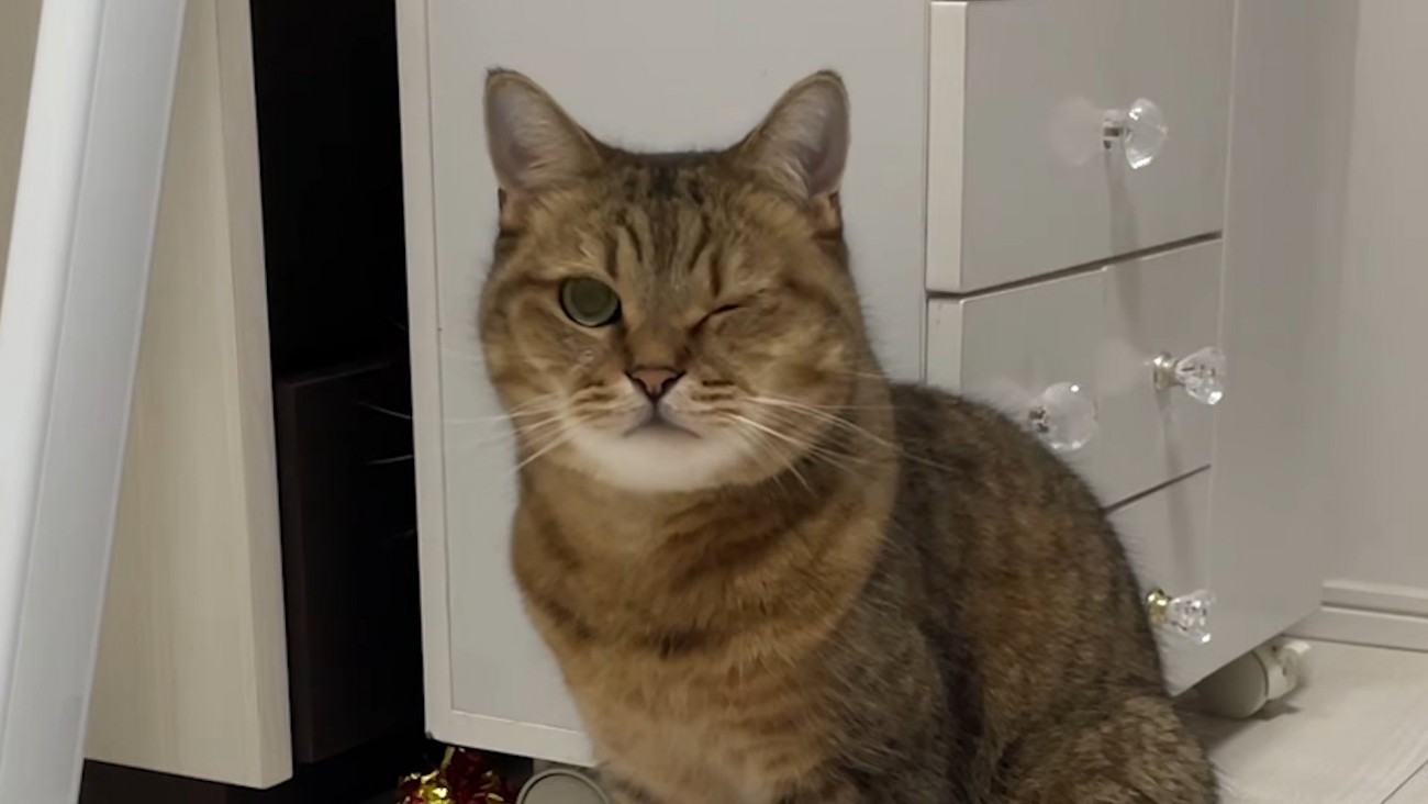 片目を細める猫