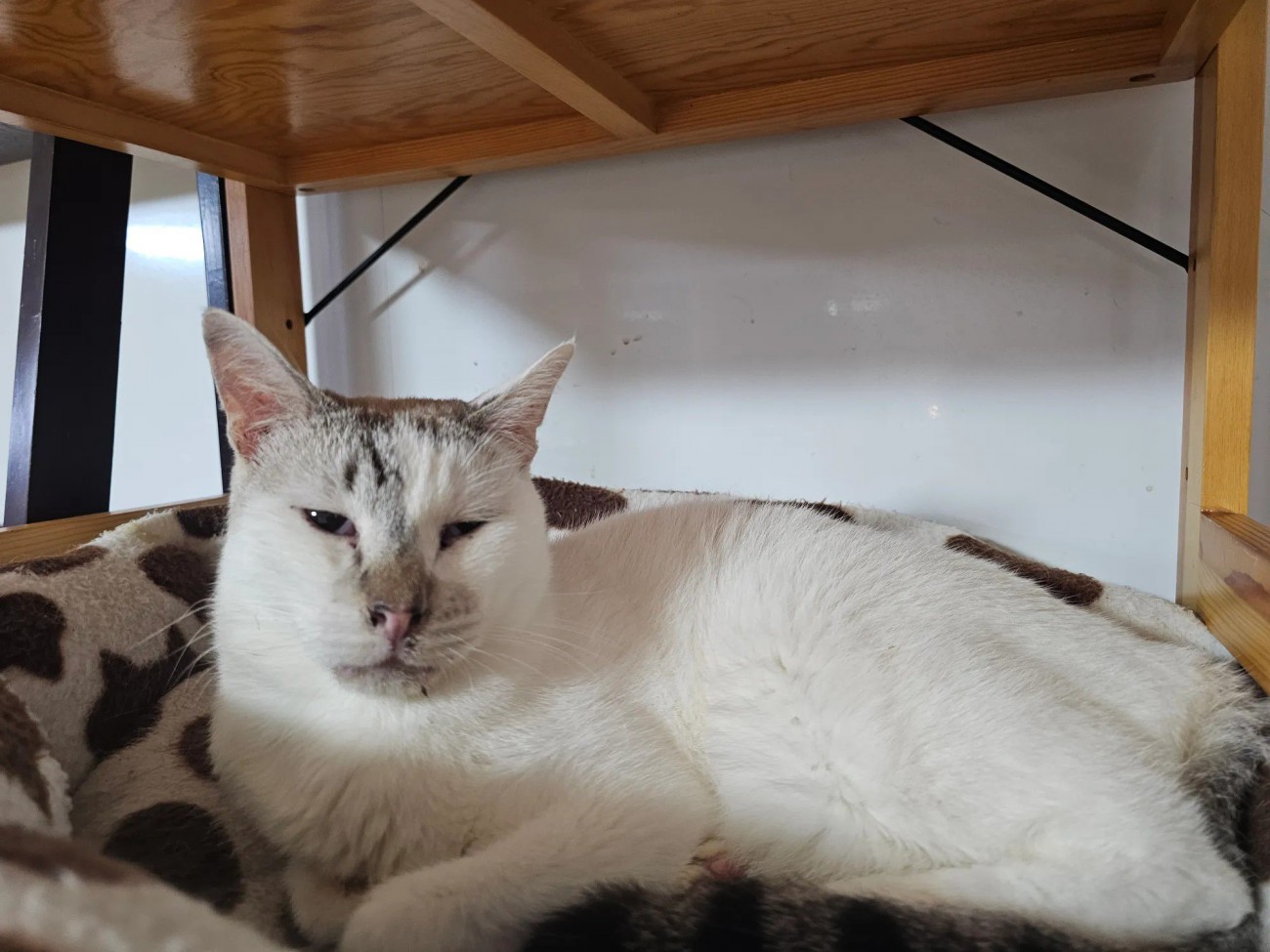 寝そべっている白猫