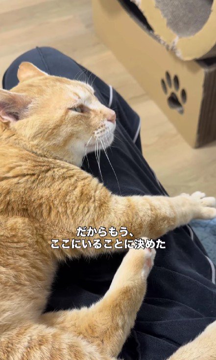 人間に甘える猫