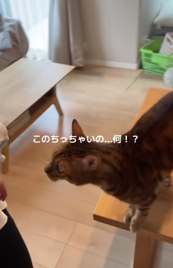 首を伸ばす猫