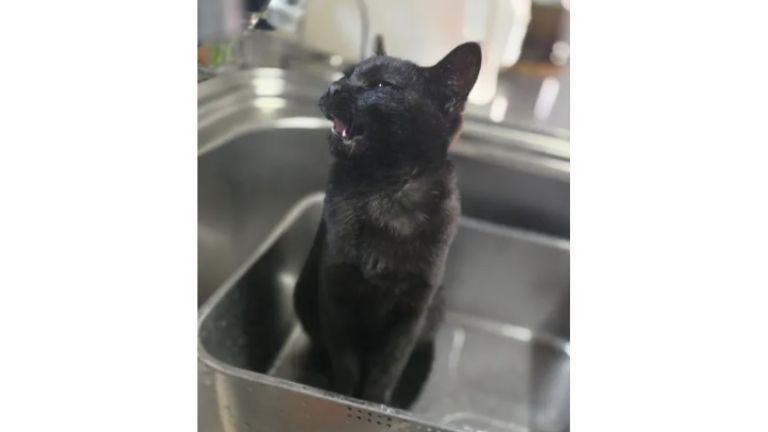 シンクにいる猫