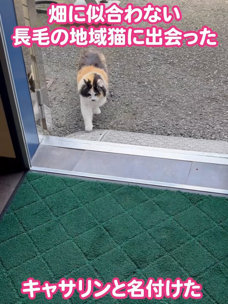 歩いてくる猫