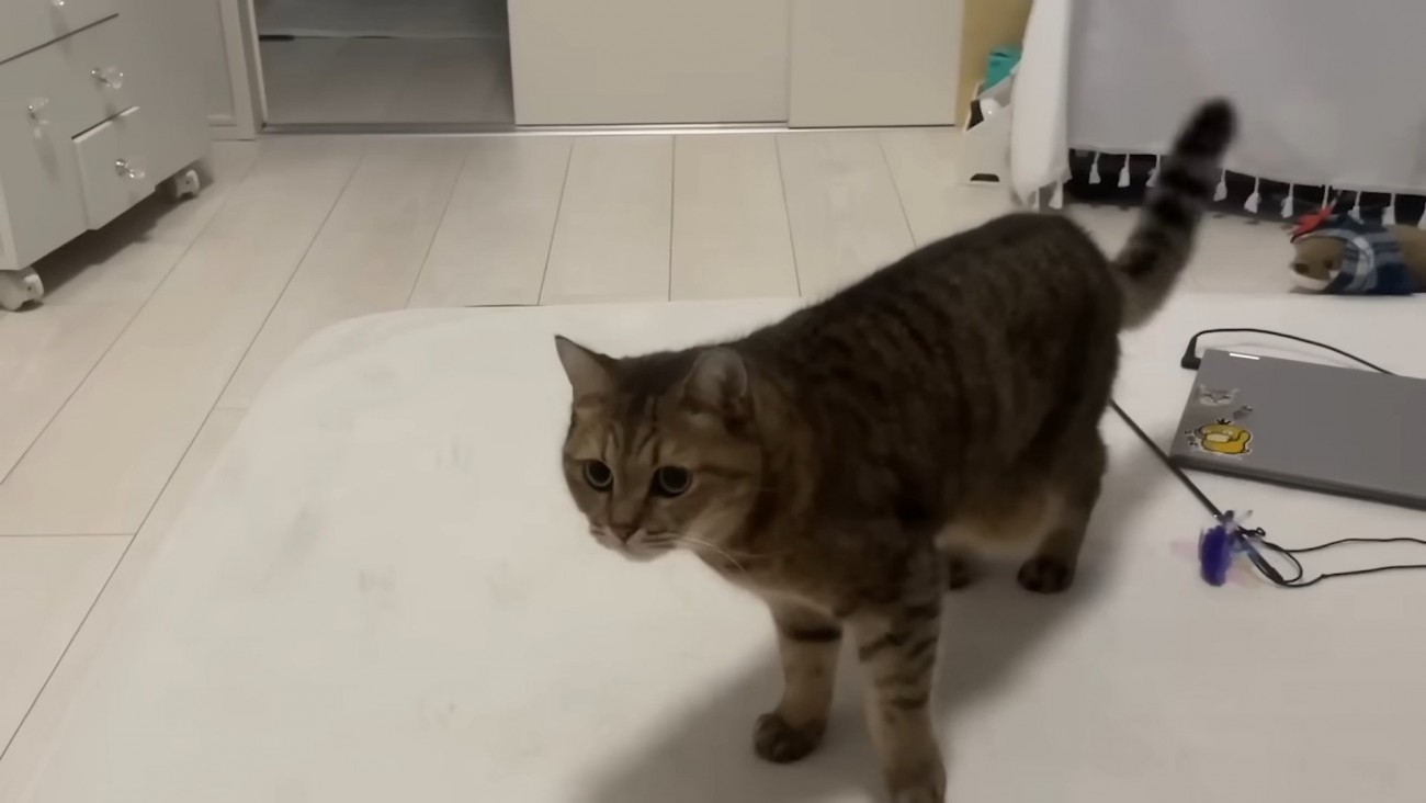 シッポをフリフリ