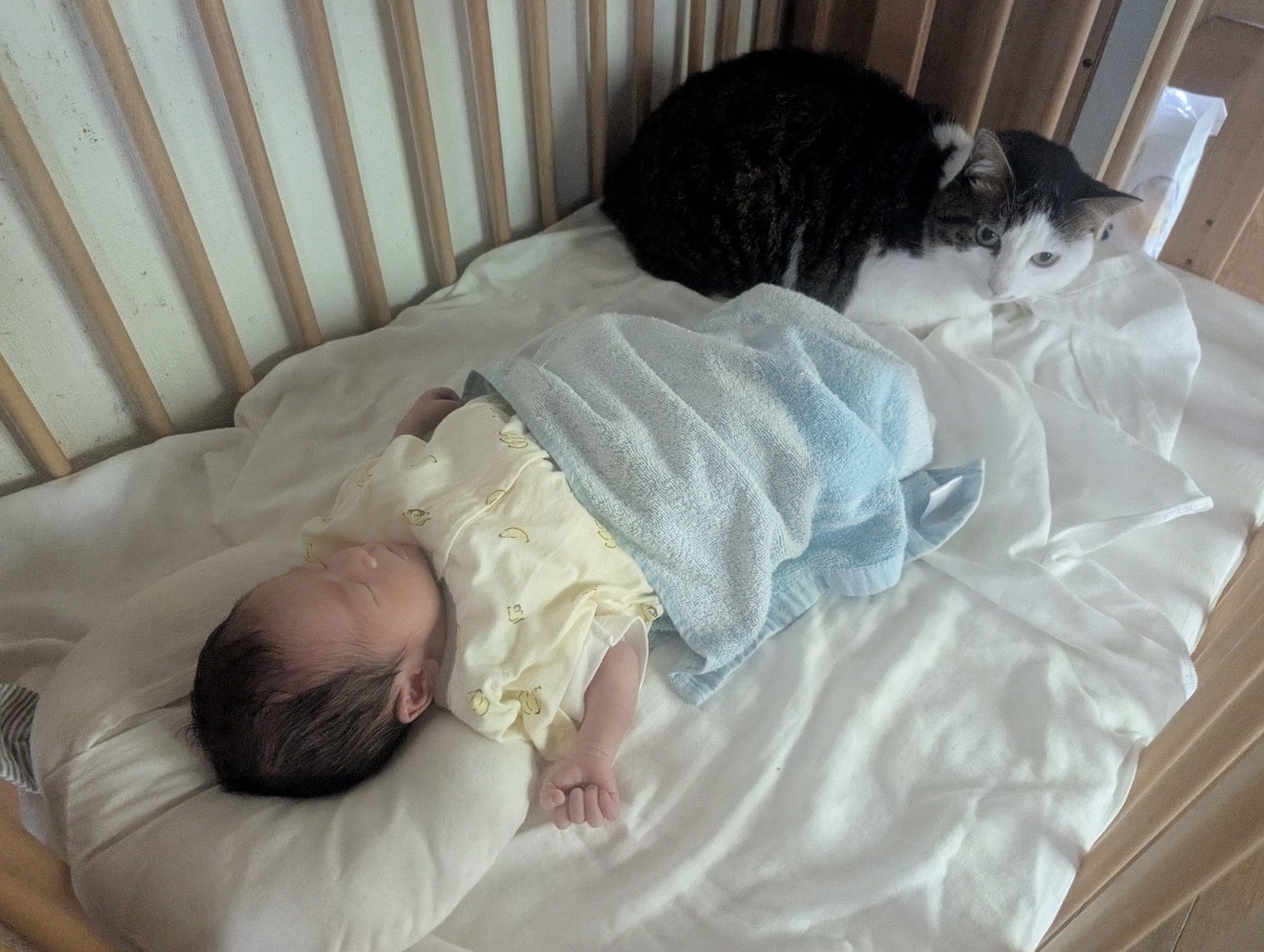 眠っている赤ちゃんの足元に座る猫