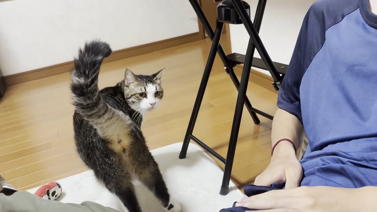 キジ白猫ちゃん（振り向きポーズ）