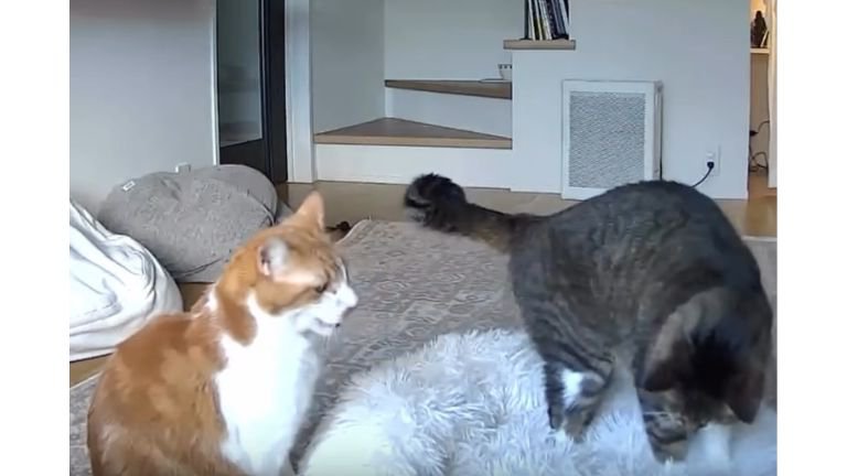 カメラに映る猫