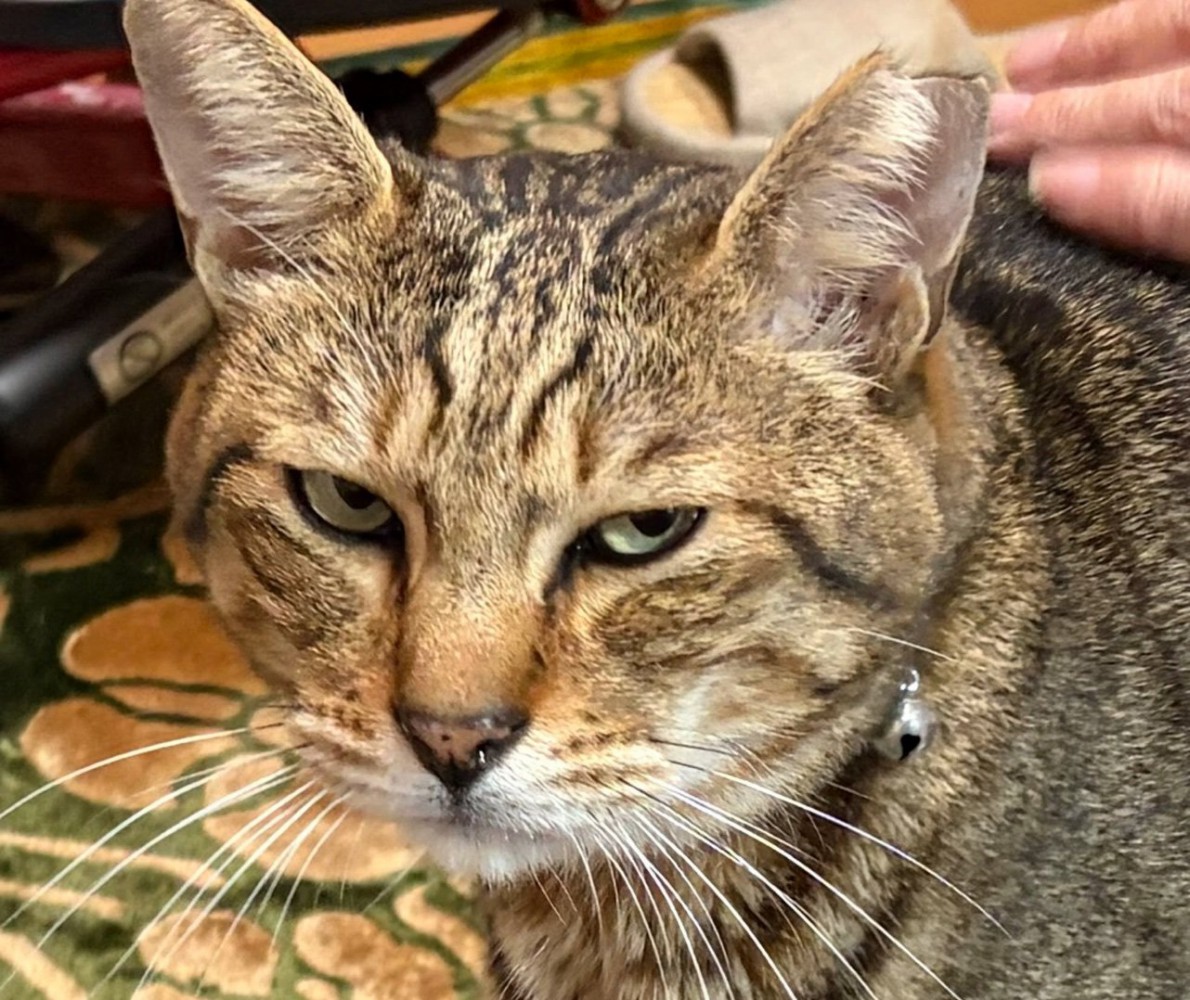 不満そうに見つめる猫