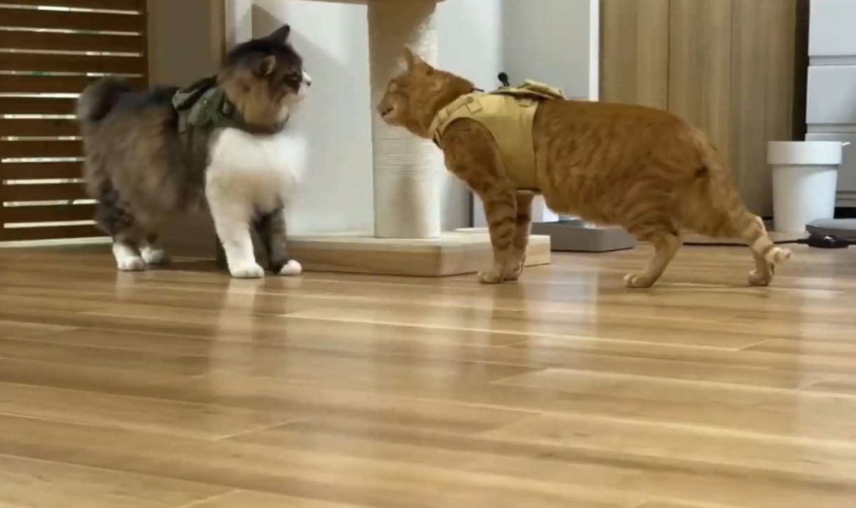 洋服を着てにらみあう2匹の猫