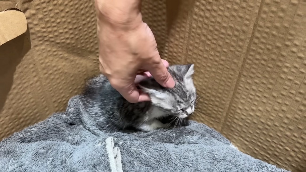 頭をなでられる子猫