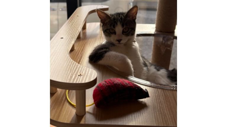 キャットタワーにいる猫