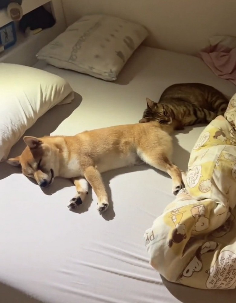ベッドを広く使う猫と犬